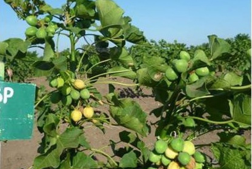 Materi Adaptasi Tumbuhan Ngiring Melajah