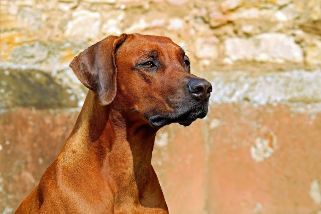 Coronavirus. What all dog guardians must know Coronavirus. What all dog guardians must know