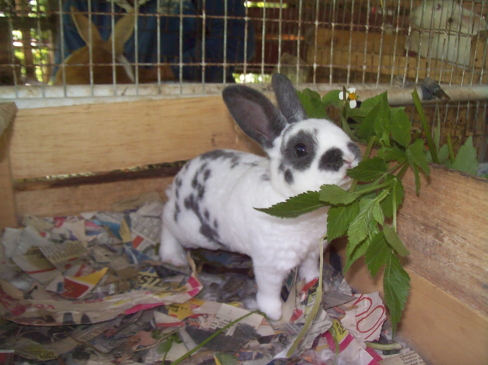 conejosymascotas VENTA DE CONEJOS