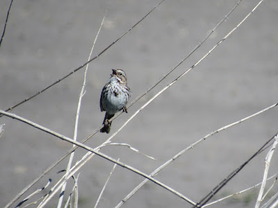 Tule Lake National Wildlife Refuge California