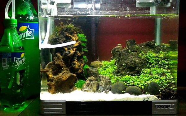 Cara Membuat Co2 Untuk Aquascape Buatan Sendiri Mag Fish