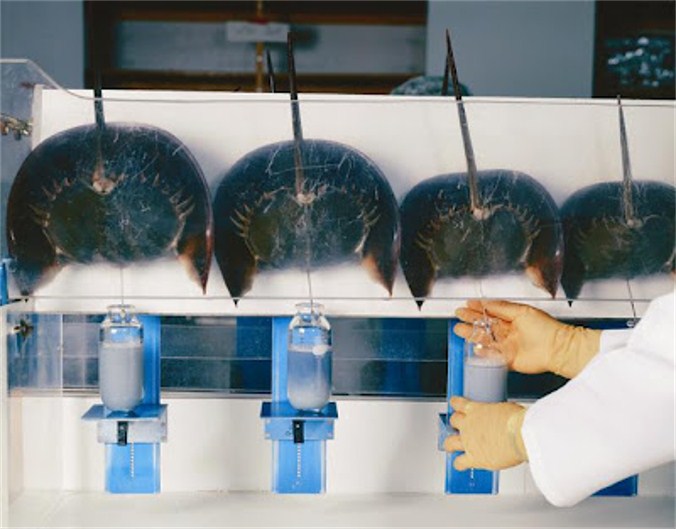 Deformutilation Harvesting the Blood of Horshoe Crabs
