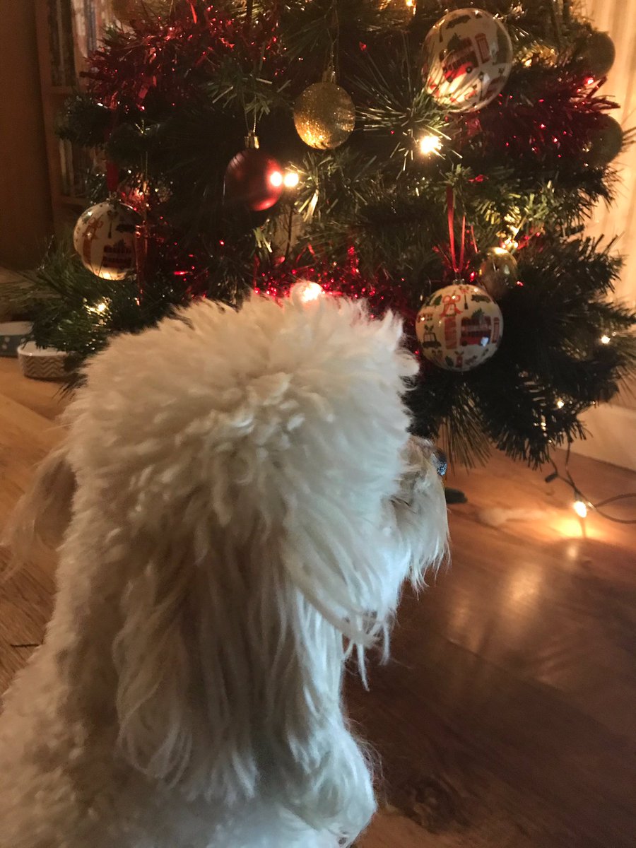 Bear sat in front of christmas tree