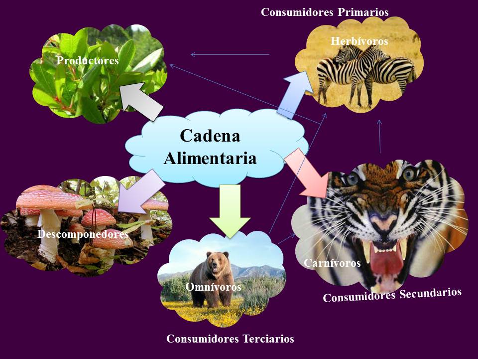 Cadena Alimentaria