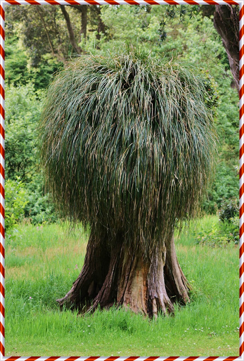 над мохнатыми деревьями. сладков мохнатое дерево. волосистое дерево. мохнатое дерево. над мохнатыми деревьями.