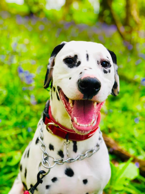 Dalmatian