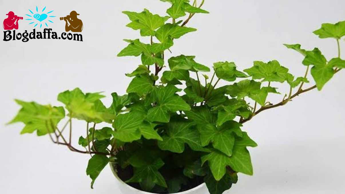 Tanaman hias daun Ivy dapat digunakan sebagai pembersih udara