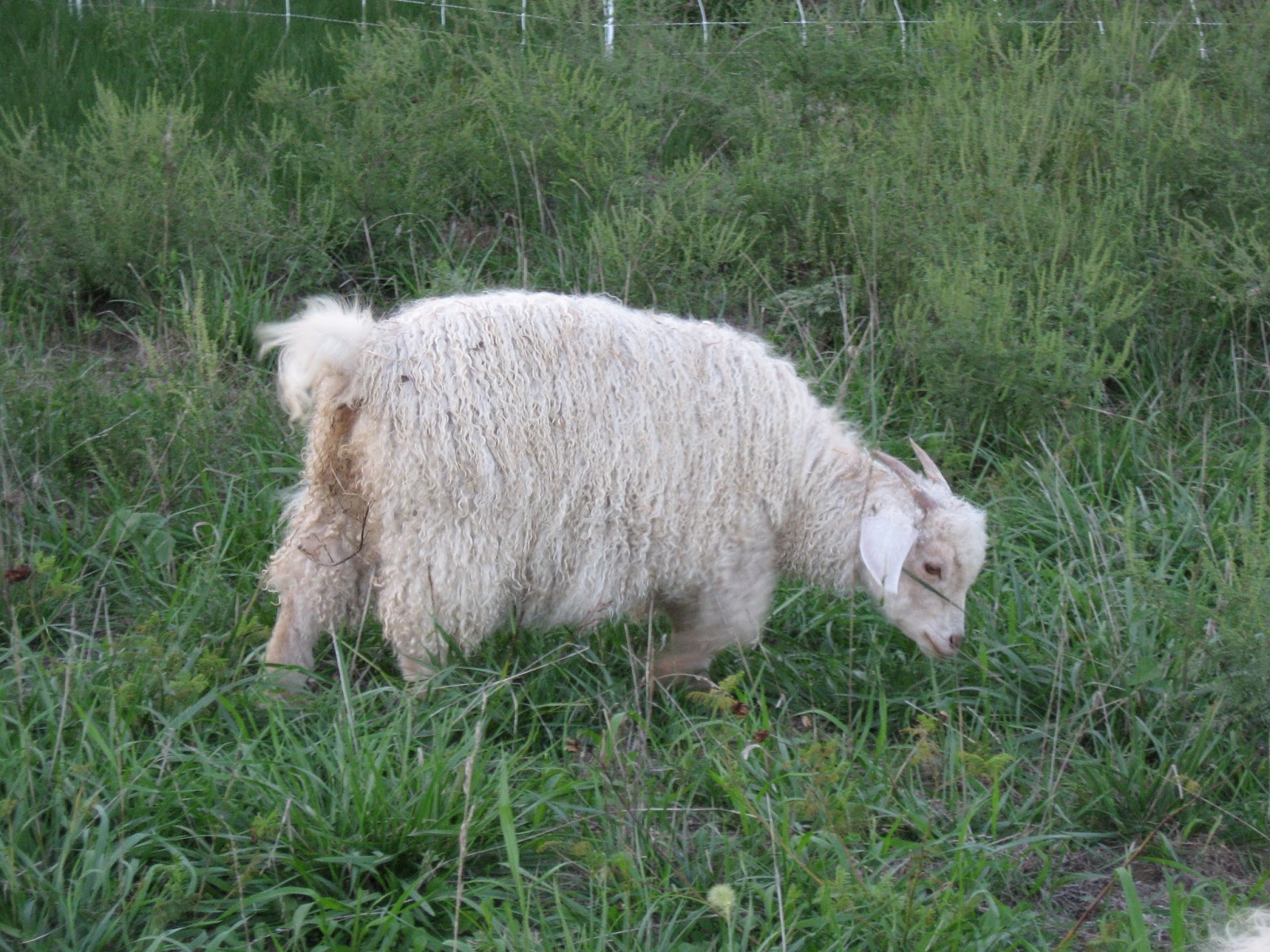 Kansas Fiber Farm Angora goats for sale