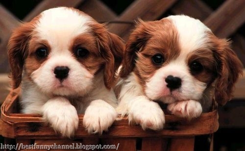 two nice puppies