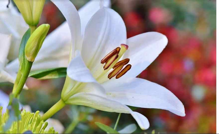 Cara Mudah Menanam Dan Merawat Berbagai Macam Bunga Lili Amarilis Ilmukebun Com