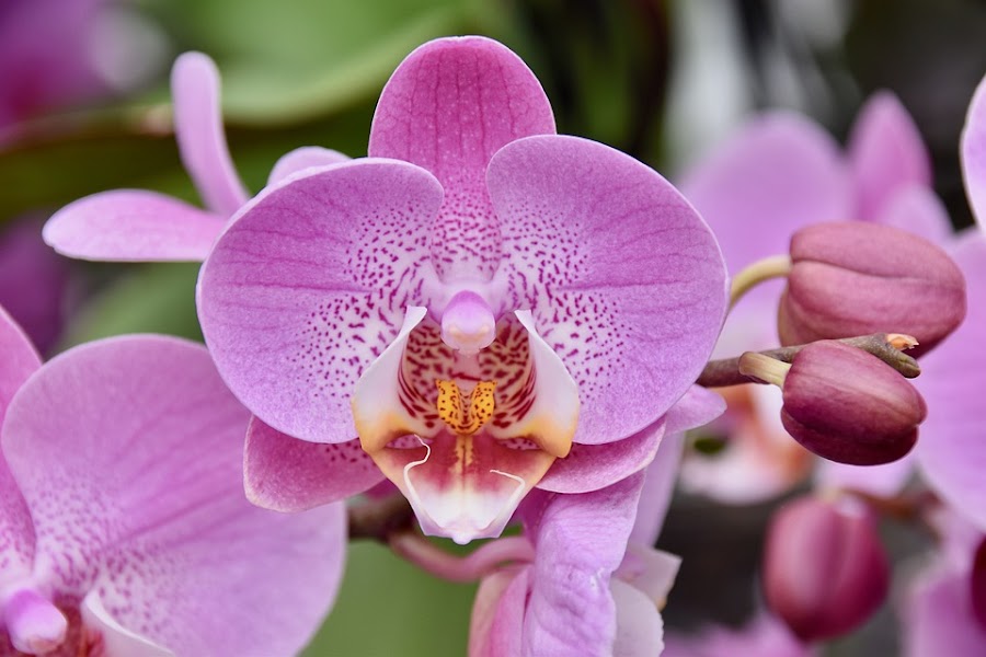 Contamos con una amplia gama de hermosas Orquídeas Naturales