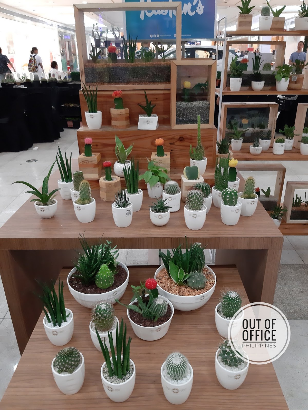 Event Cactus and Succulent Fair at Gateway Mall