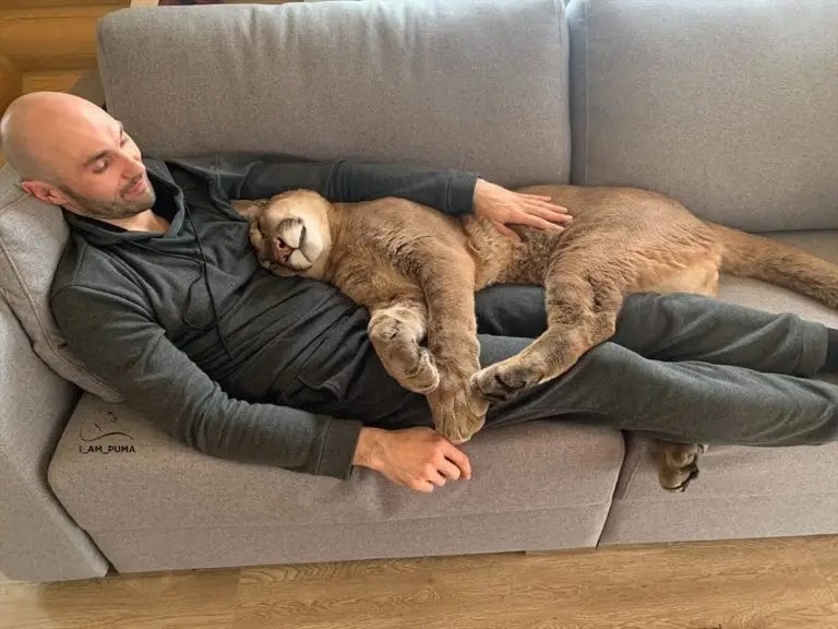 Meet Messi, The Rescued Puma [ Being Ron ]