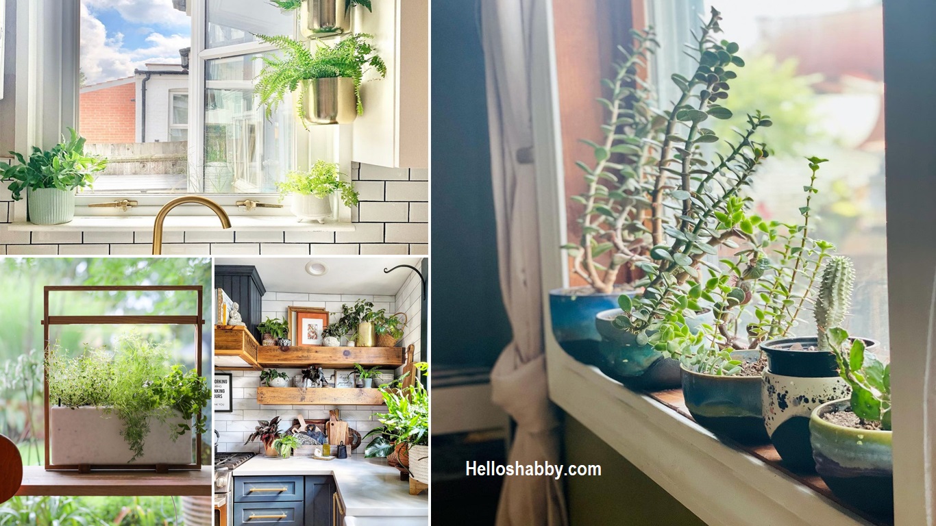 7 Awesome Pictures of Houseplants on Kitchen Windowsill HelloShabby