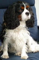 Oscar. Cavalier King Charles Spaniel