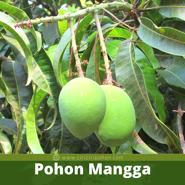 Pohon Mangga