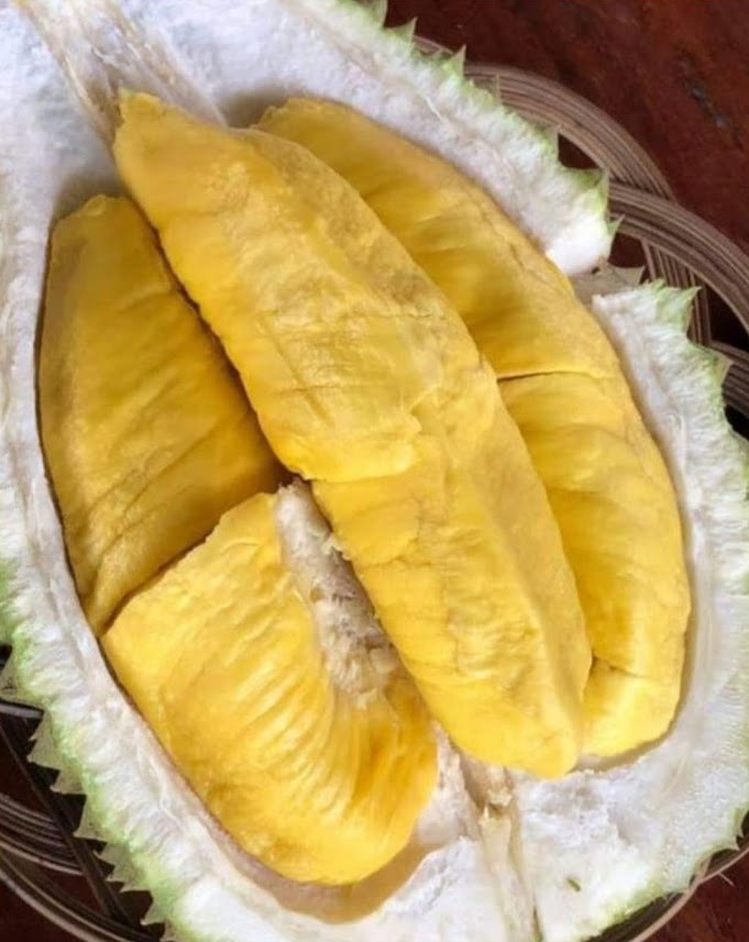 Bibit Durian Musangking Kaki 3 Bekasi