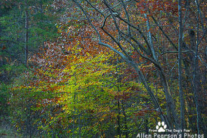 The Many Colors of Fall The Many Colors of Fall