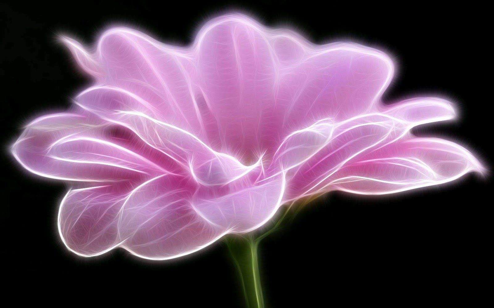 Black and White Wallpapers: Artistic Pink Flower Wallpaper