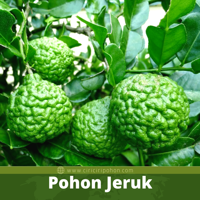 Pohon Jeruk Purut