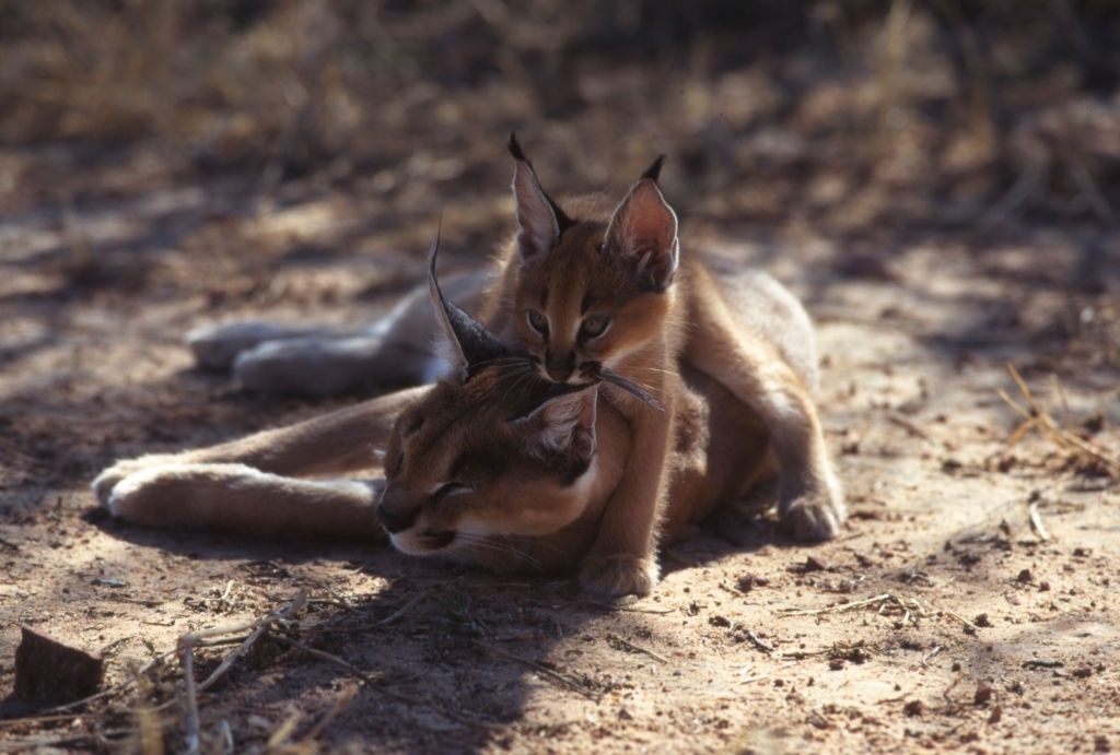 This Little Caracal