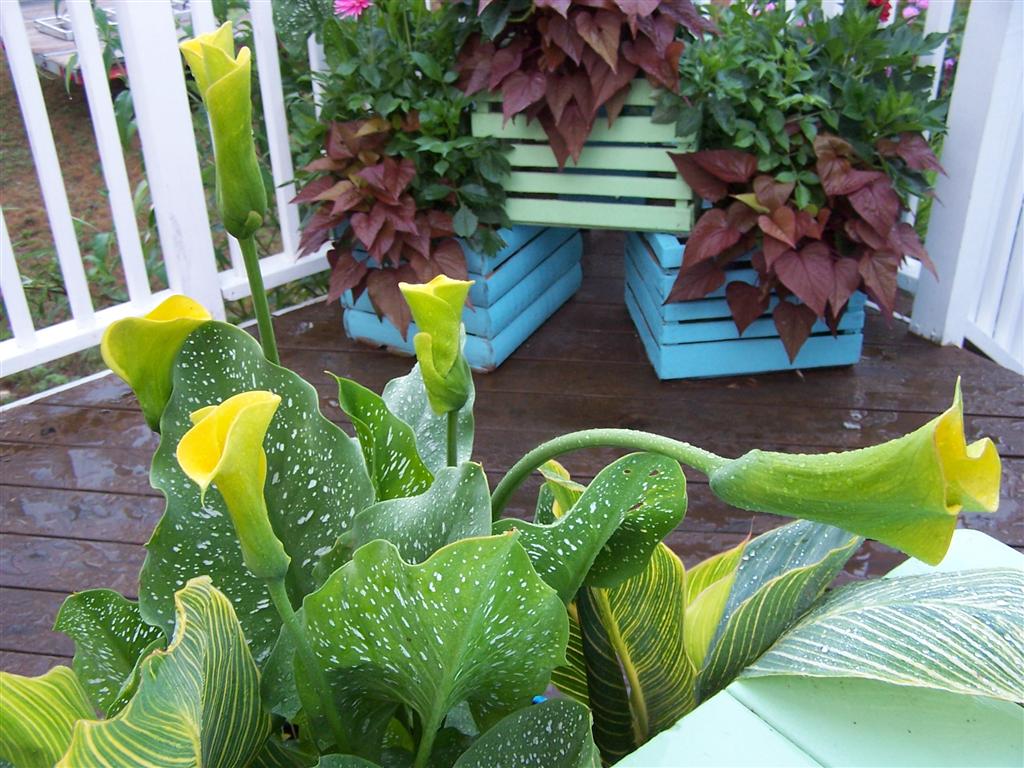 Perennial Passion Sunday Morning Sundae Bouquet and Why are my Calla