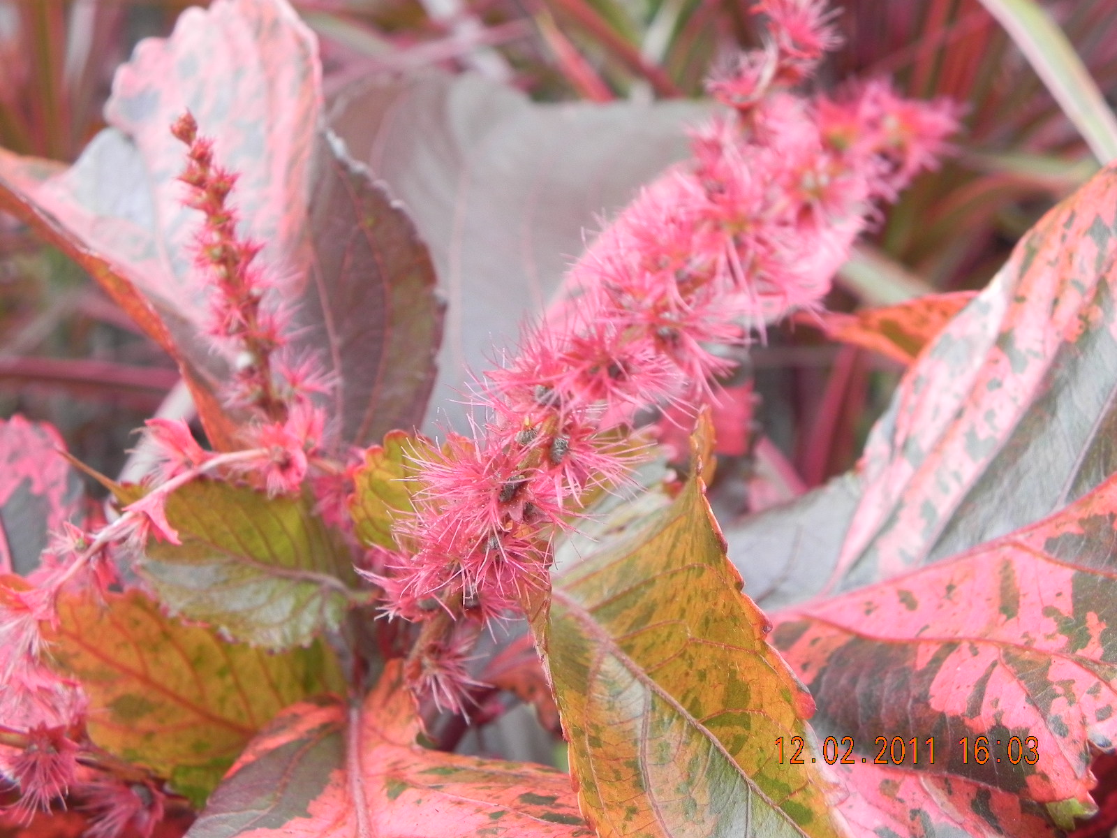 my G@Rdening frenzY: ACALYPHA WILKESIANA