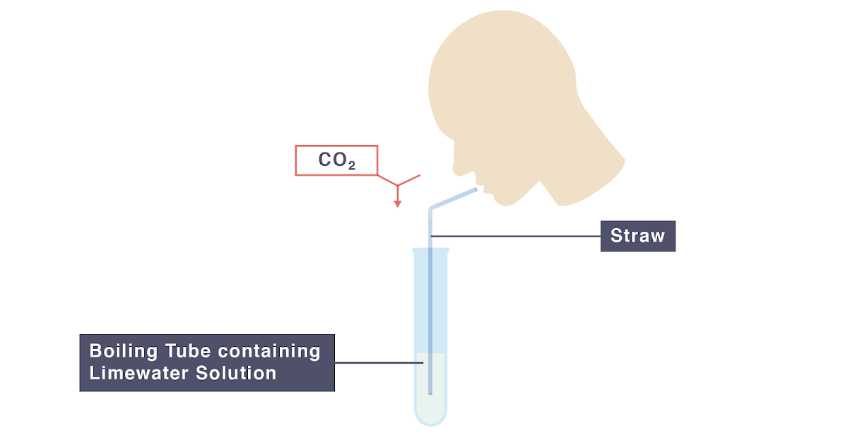 IGCSE Biology 2017 2.50 Practical Investigate Breathing in Humans
