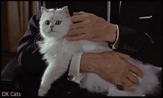 Art Cat GIF • Cinemagraph • James Bond 007 movie. Blofeld petting Chinchilla Persian cat [ok-cats.com]