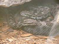 Wye marsh wet ‘n scaly show - parents canada