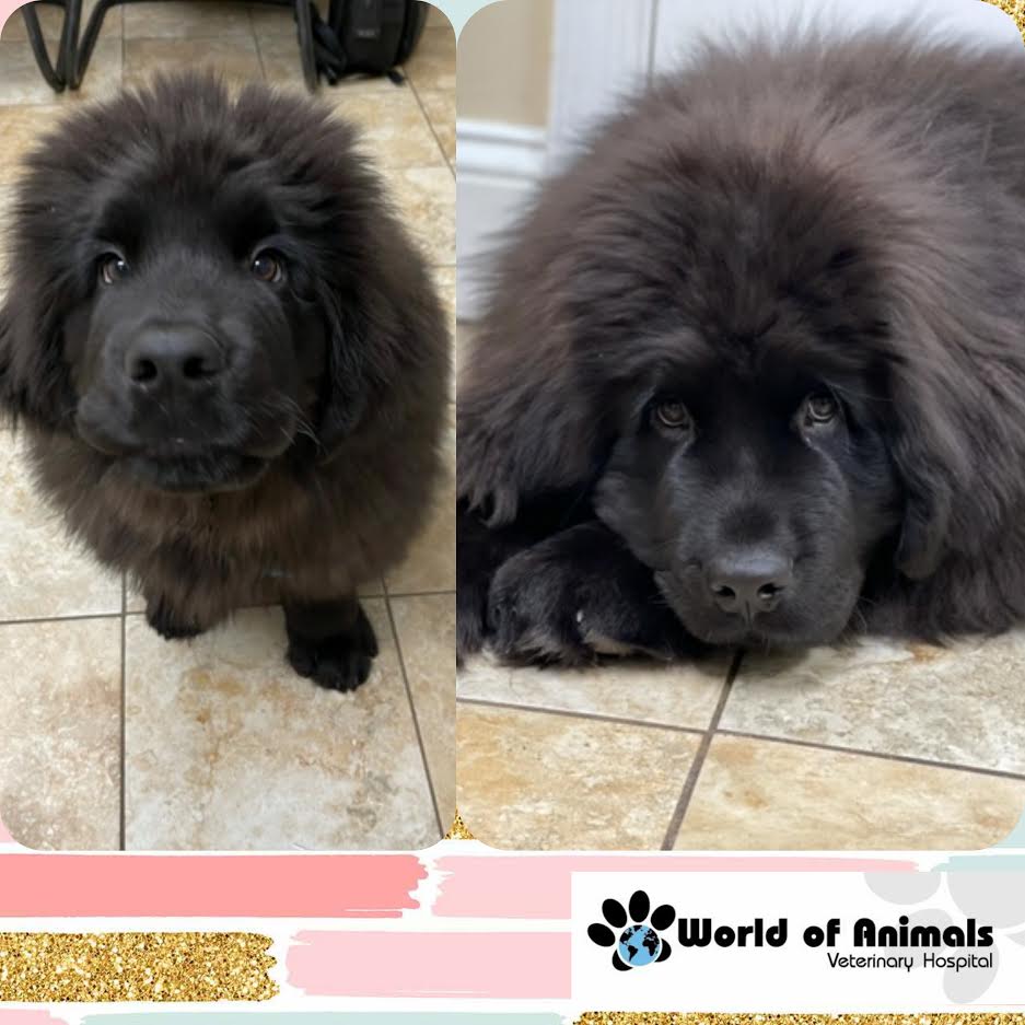 Center City Philadelphia Veterinary Hospital Meet Adorable Bear!!