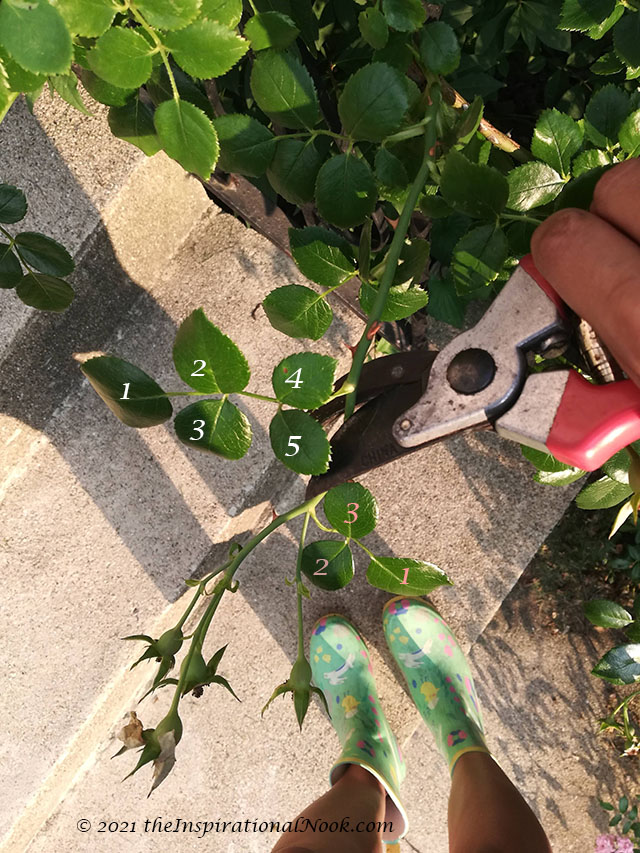 How to Deadhead Climbing Roses White Dawn