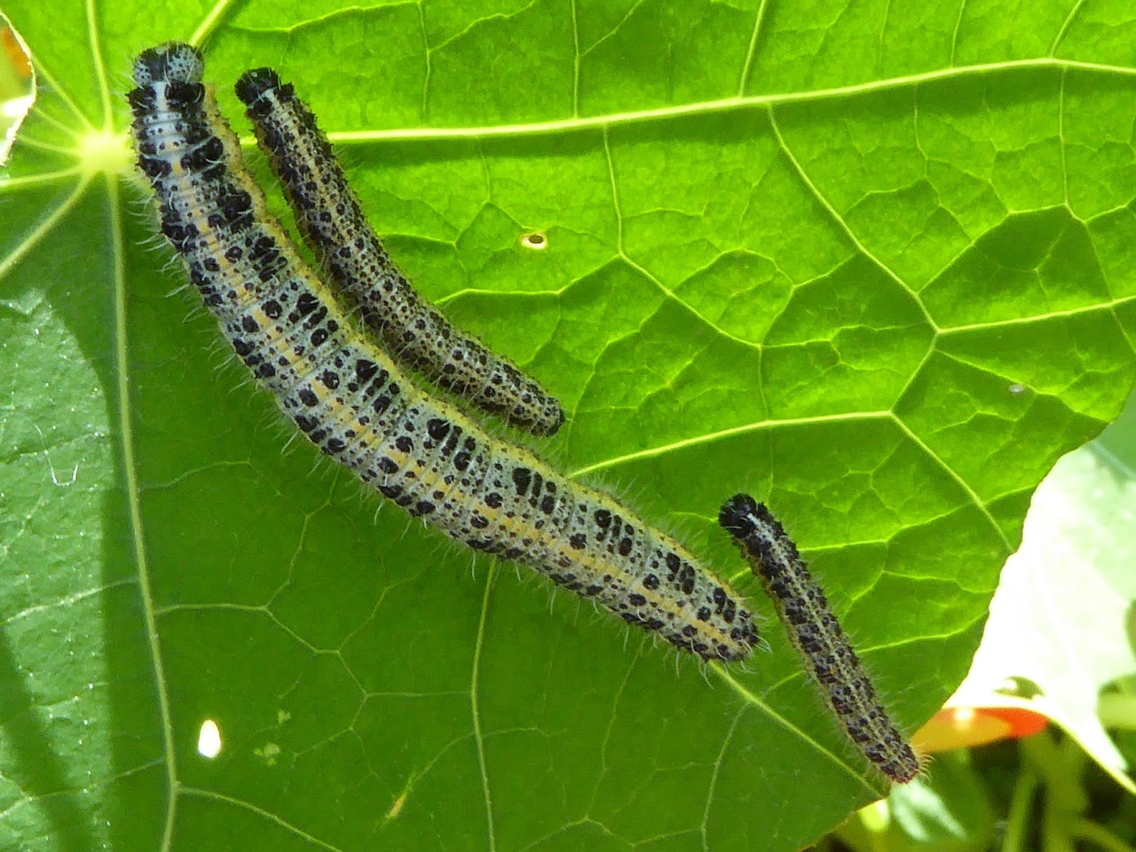 Wild and Wonderful Butterfly and Moth Larvae... My Photos