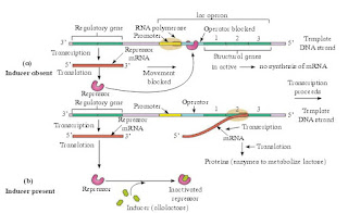 Class 12 Molecular Basis of Inheritance Solutions Maharashtra Board Class 12 Molecular Basis of Inheritance Solutions Maharashtra Board