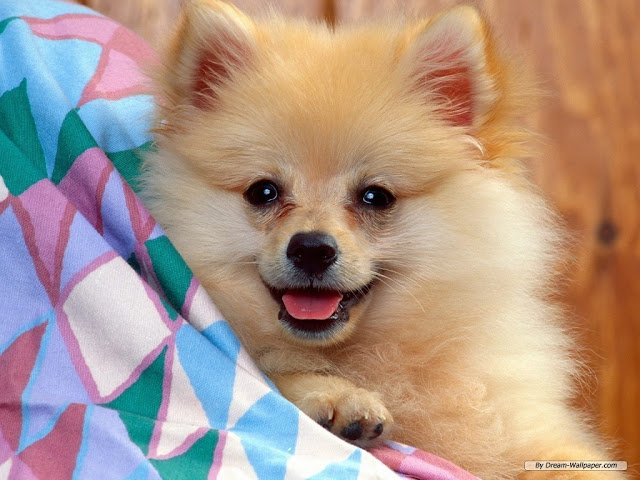 watch and download free dog wallpaper here