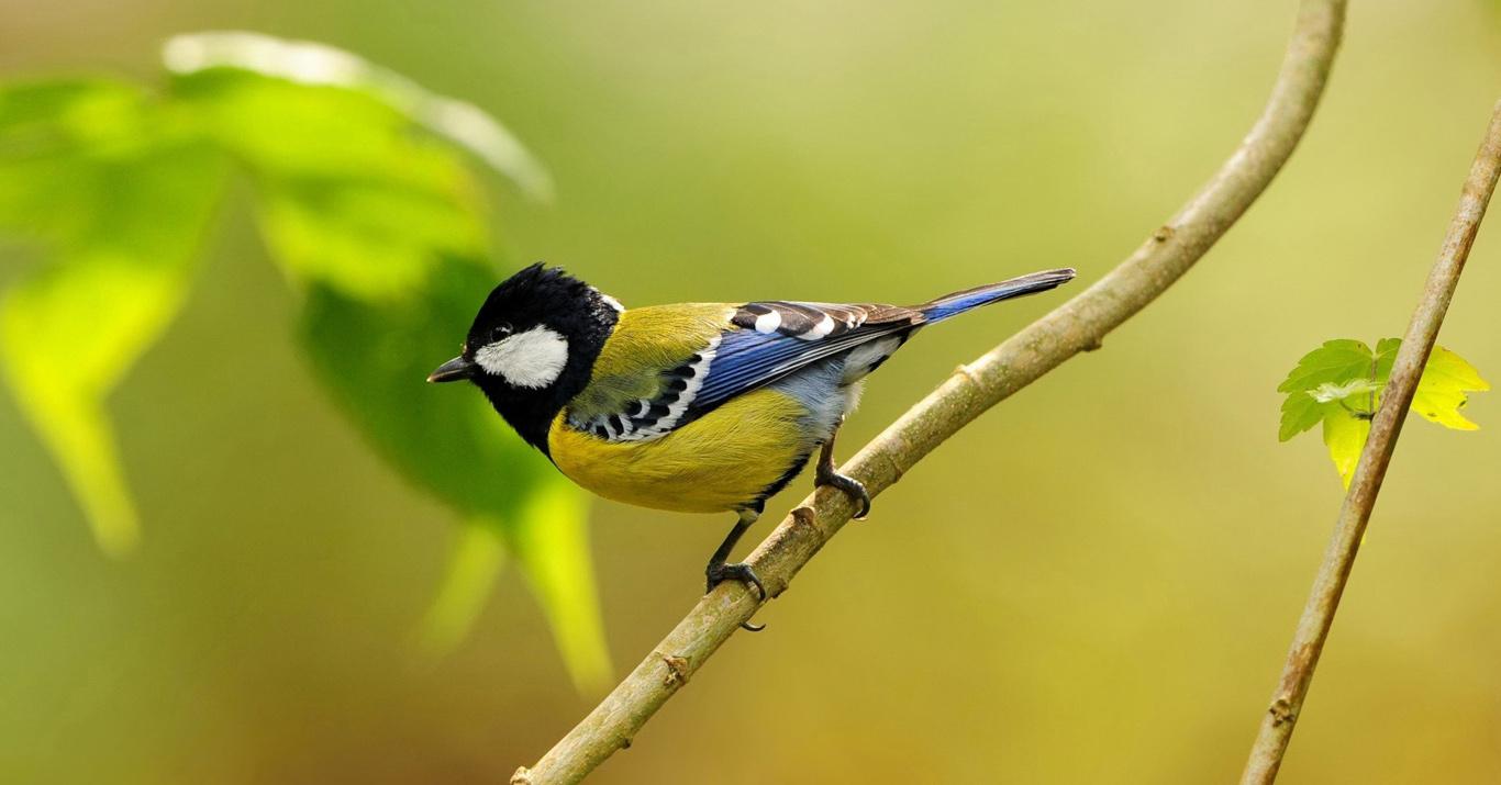 Download Wallpapers free: Hd birds wallpaper
