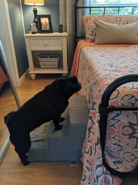 Pet Stairs | Best Home Purchases of 2019 | www.kristenwoolsey.com