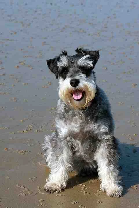 miniature-schnauzer-dog-كلب-الشناوزر-المنمنم