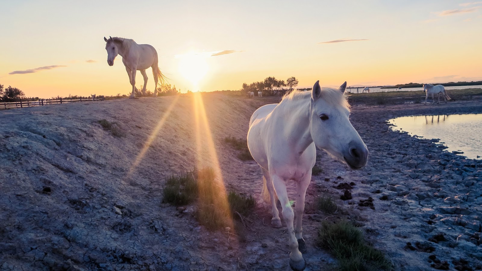 camargue horses horse white liquid grain liquidgrain sunset kathryn 