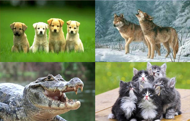 Macam-macam hewan karnivora ~ Dunia Binatang