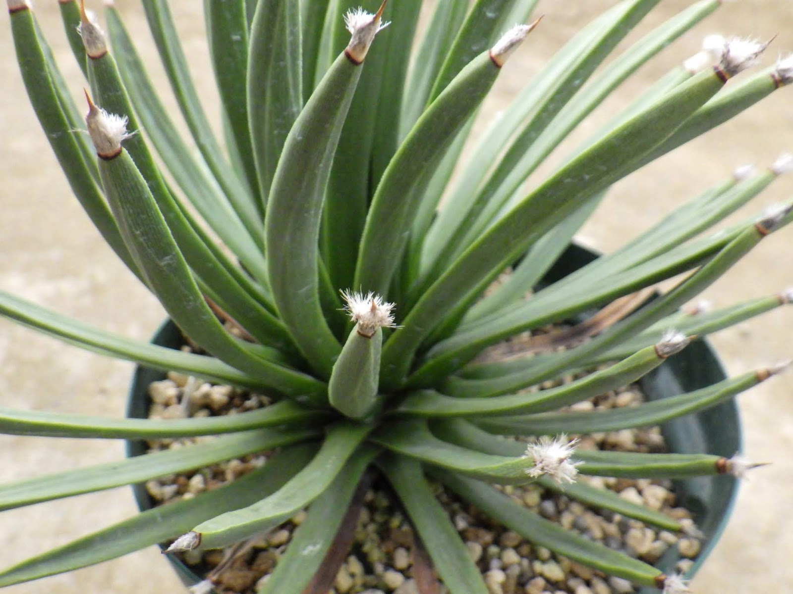 ベーシック・プランツ アガベ・アルボピロサ Agave albopilosa 20200429