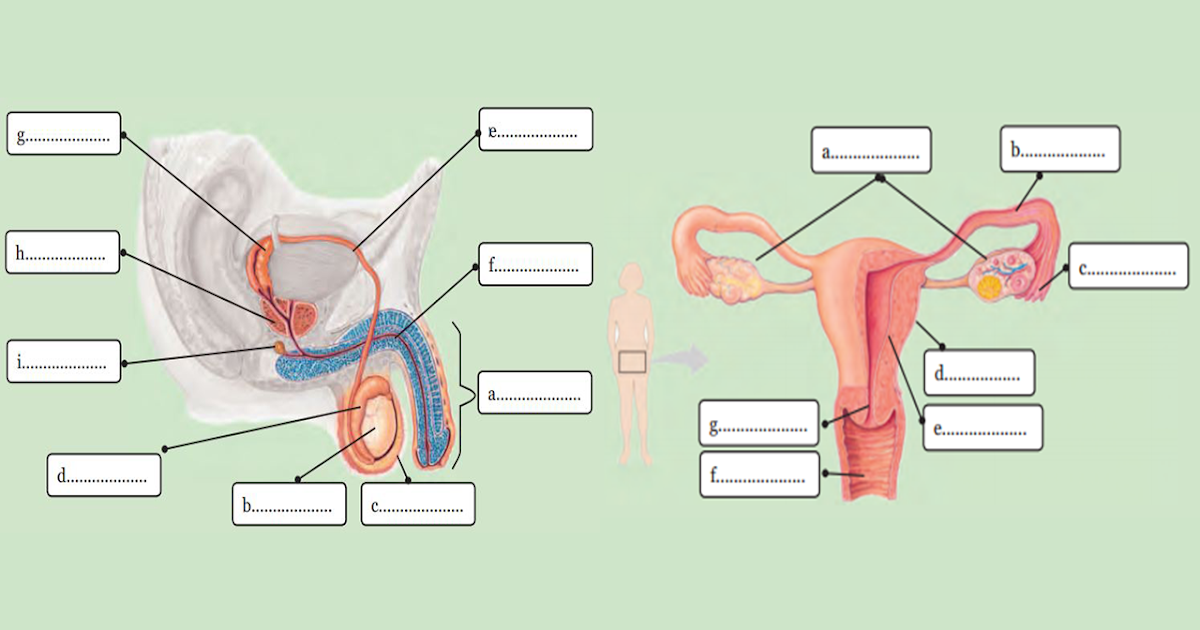 Soal Essay dan Jawaban tentang Sistem Reproduksi pada