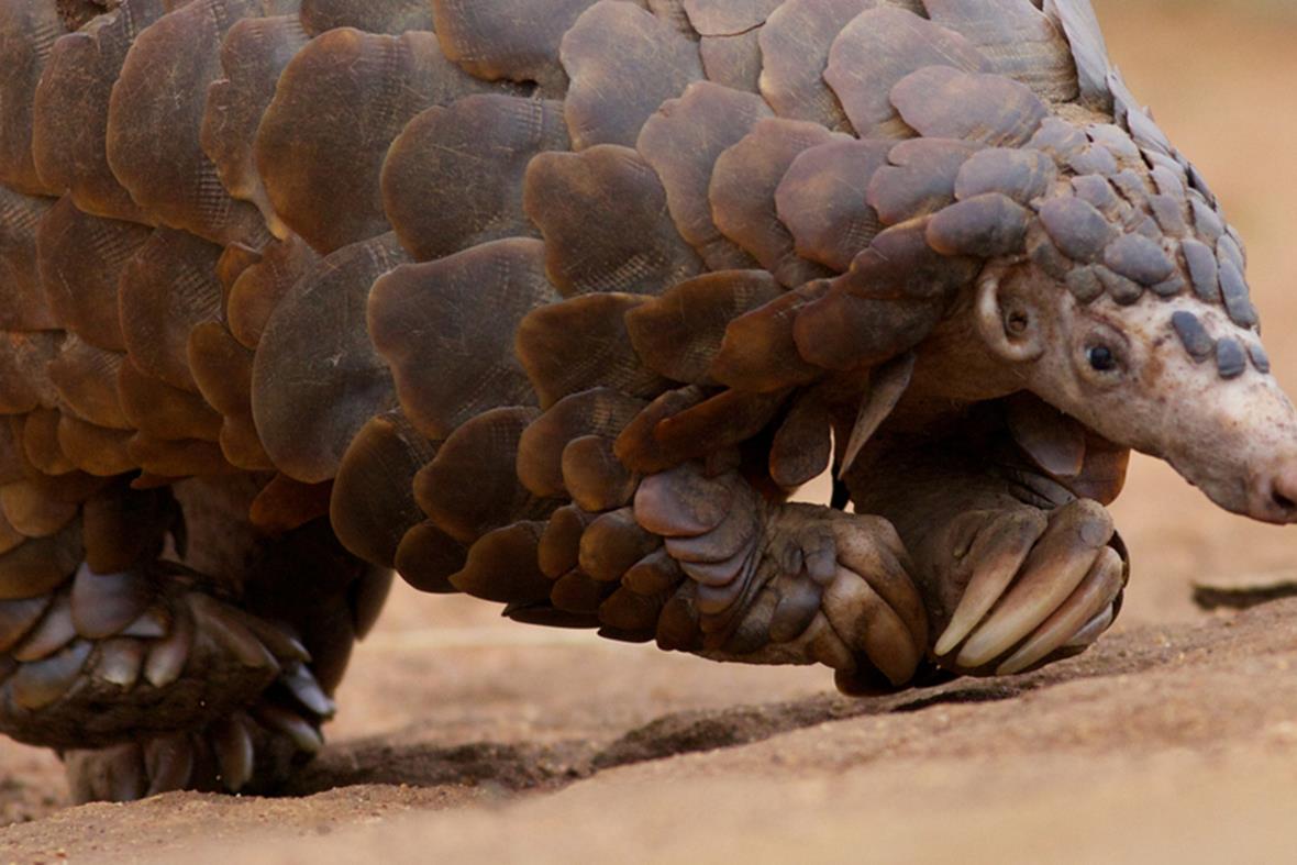 Ящер панголин. Китайский панголин. Китайский ящер панголин. Яванский панголин. Пенгалин.