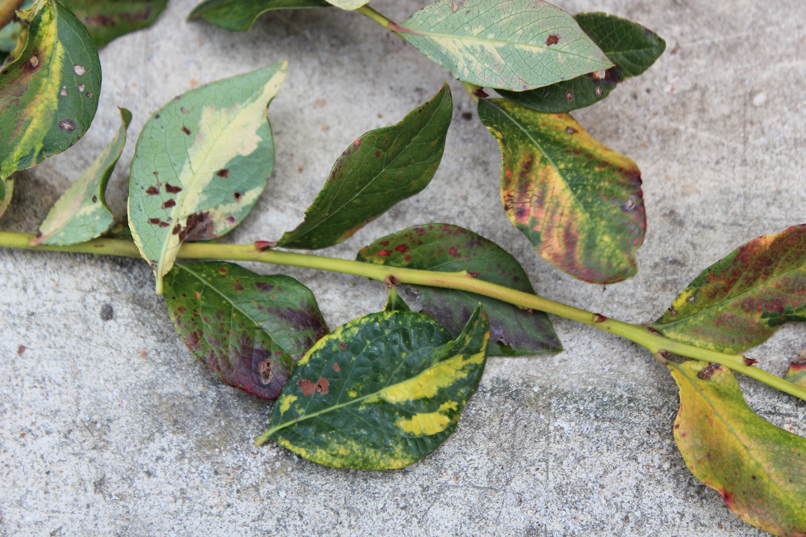 UK Diseases of Fruit Crops & Ornamentals Blueberry Mosaic Virus Detected in Kentucky