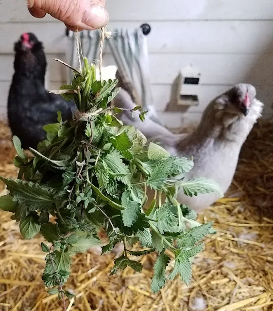 bundle of fresh herbs with two chickens