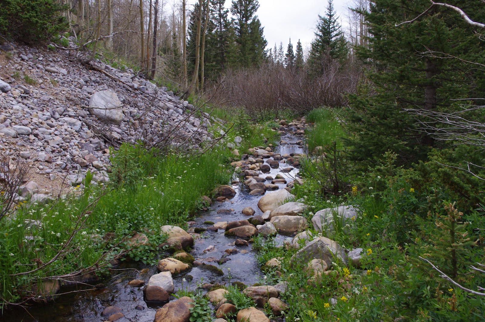 Southern New Mexico Explorer Canjilon Mountain Trail Carson National