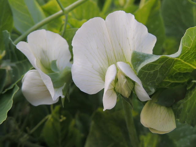 FLOR DE GUISANTE