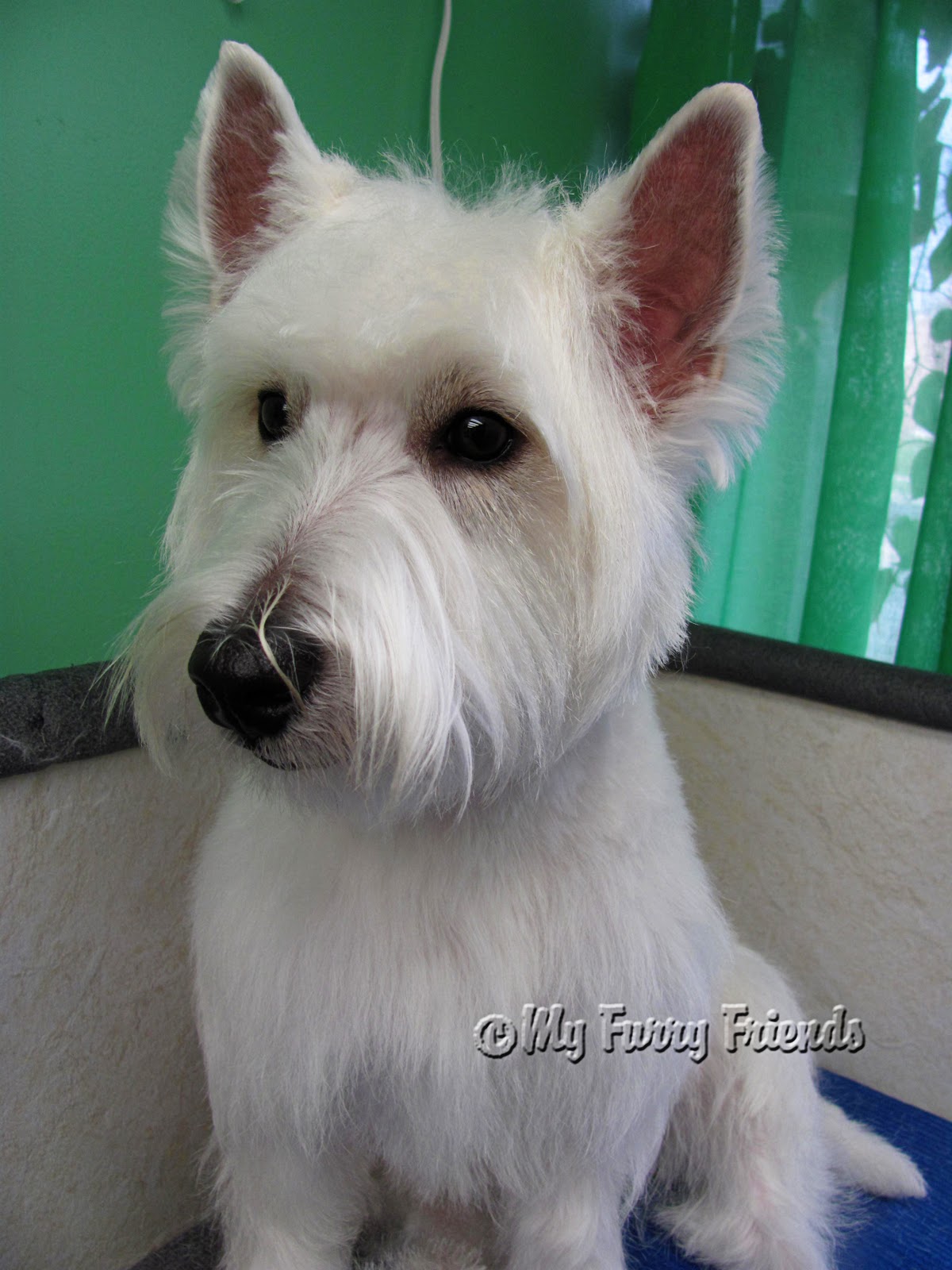 pet grooming: the good, the bad, & the furry: westies