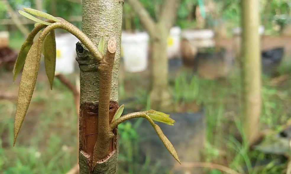 Buku Bahasa Inggris Kelas 7 When English Rings A Bell Untuk