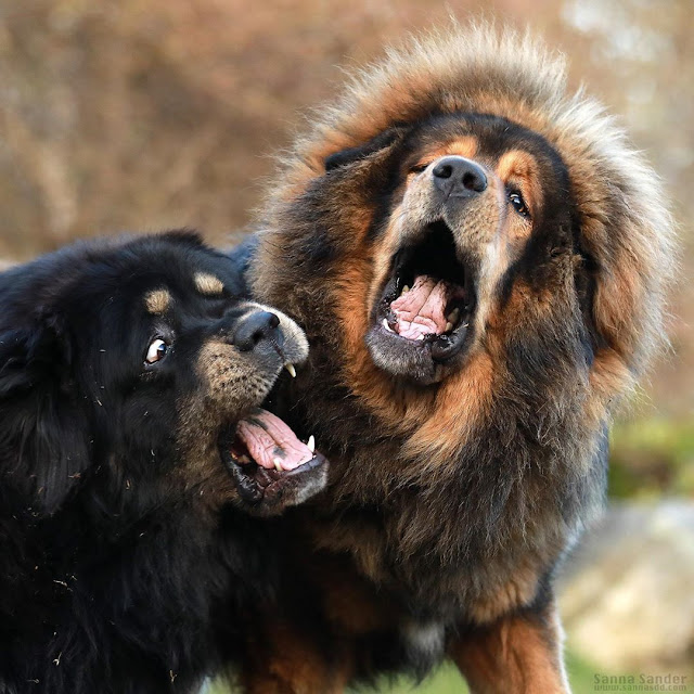 Tibetan Mastiff The Most Expensive Dogs In The World I Chinese Bear Dog ...